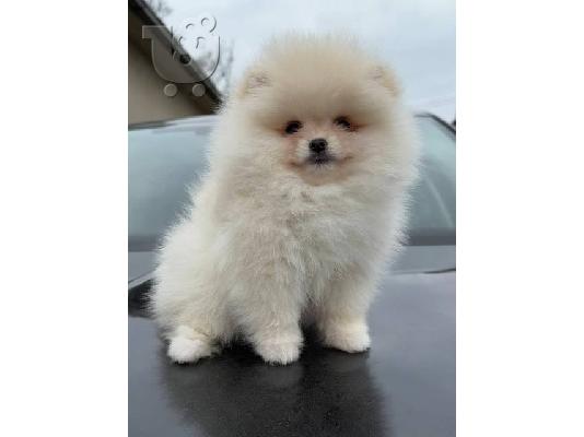 Pomeranians, όμορφα κουτάβια